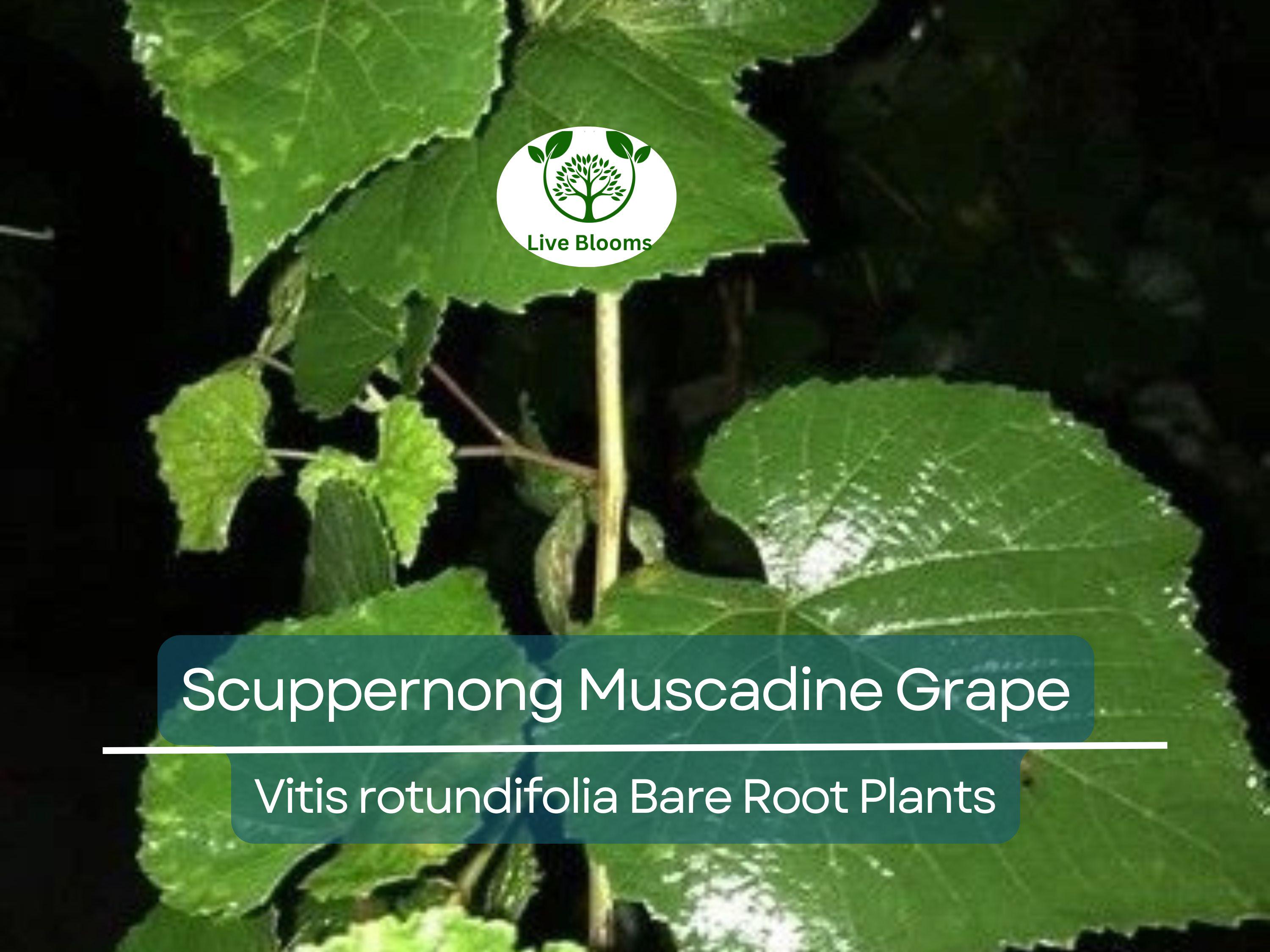 5 Scuppernong Grape Live Plants Bare Root – Muscadine Grape Vine Seedling, Hardy & Sweet Fruit – Rooted Sapling for Garden or Trellis