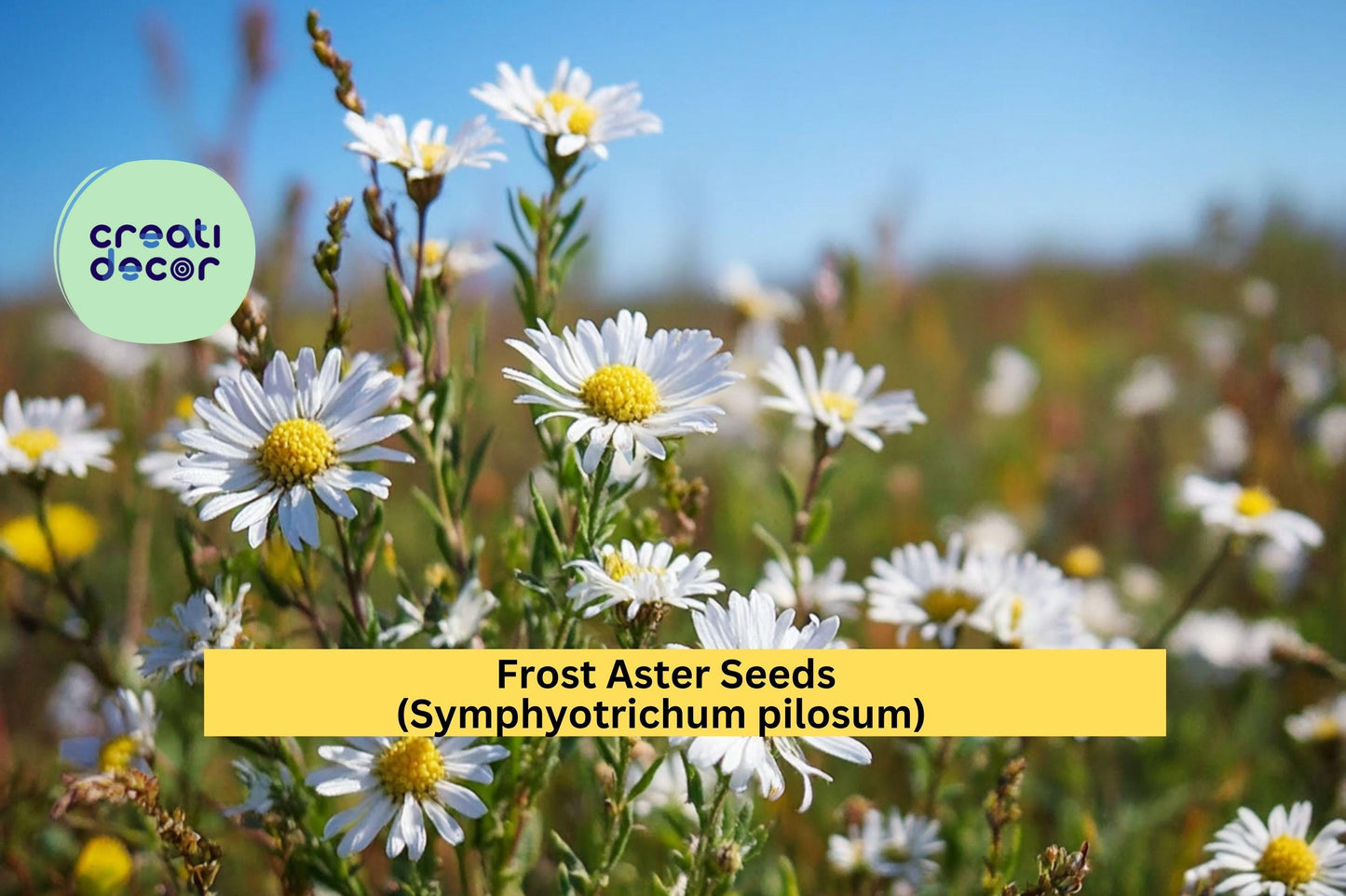 Frost Aster Seeds (Symphyotrichum pilosum) – 100 Seeds – White Native Wildflower for Pollinator, Meadow, and Natural Gardens