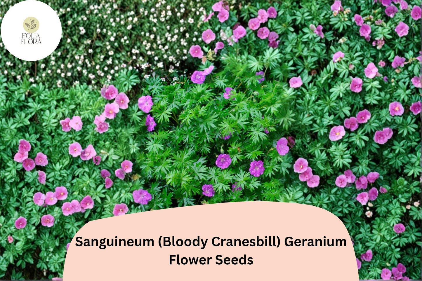 25+ Sanguineum (Bloody Cranesbill) Geranium Seeds | Purple Perennial Geranium Seeds for Garden Borders & Rock Gardens