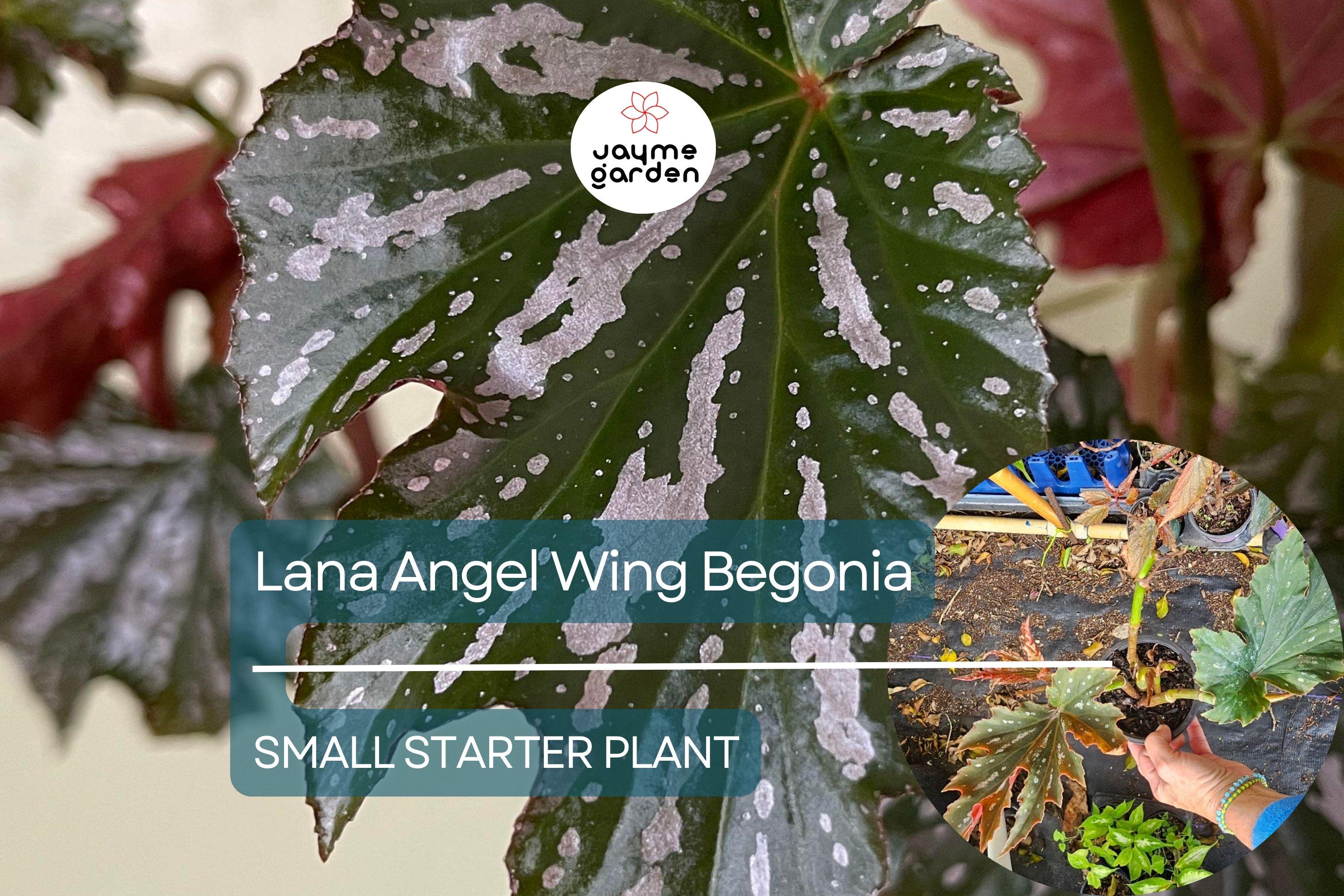 Lana Angel Wing Begonia Starter Plant - 10 Inches Tall - Bright Pink Flowers & Stunning Foliage for Indoor Decor Tropical Gardens