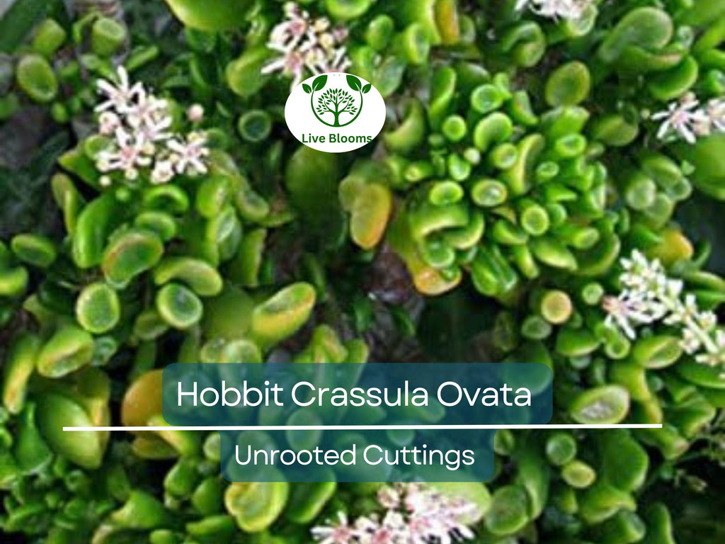 4 Unrooted Cuttings 3-4" Hobbit Friendship Tree – Crassula ovata, Lucky Plant, Money Tree, Easy Grow Succulent, Prosperity Plant Starter
