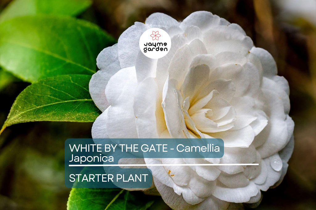 White by the Gate Camellia Japonica Starter Plant | Live Well-Rooted | Unique White & Pink Blooms | Evergreen Shrub for Zones 7-10