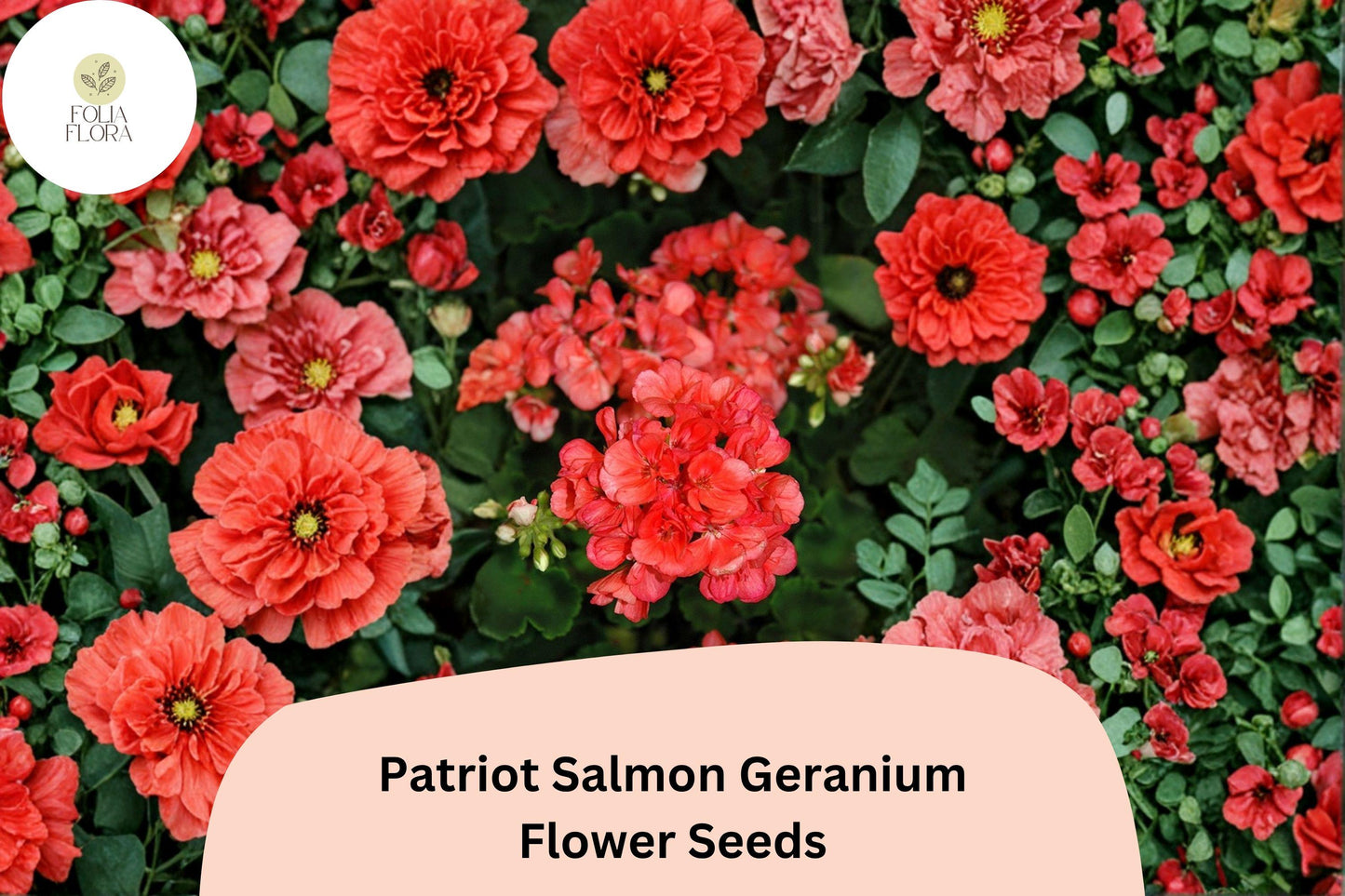 25+ Patriot Salmon Geranium Seeds | Hardy Perennial | Salmon-Pink Blooms for Garden Beds & Containers