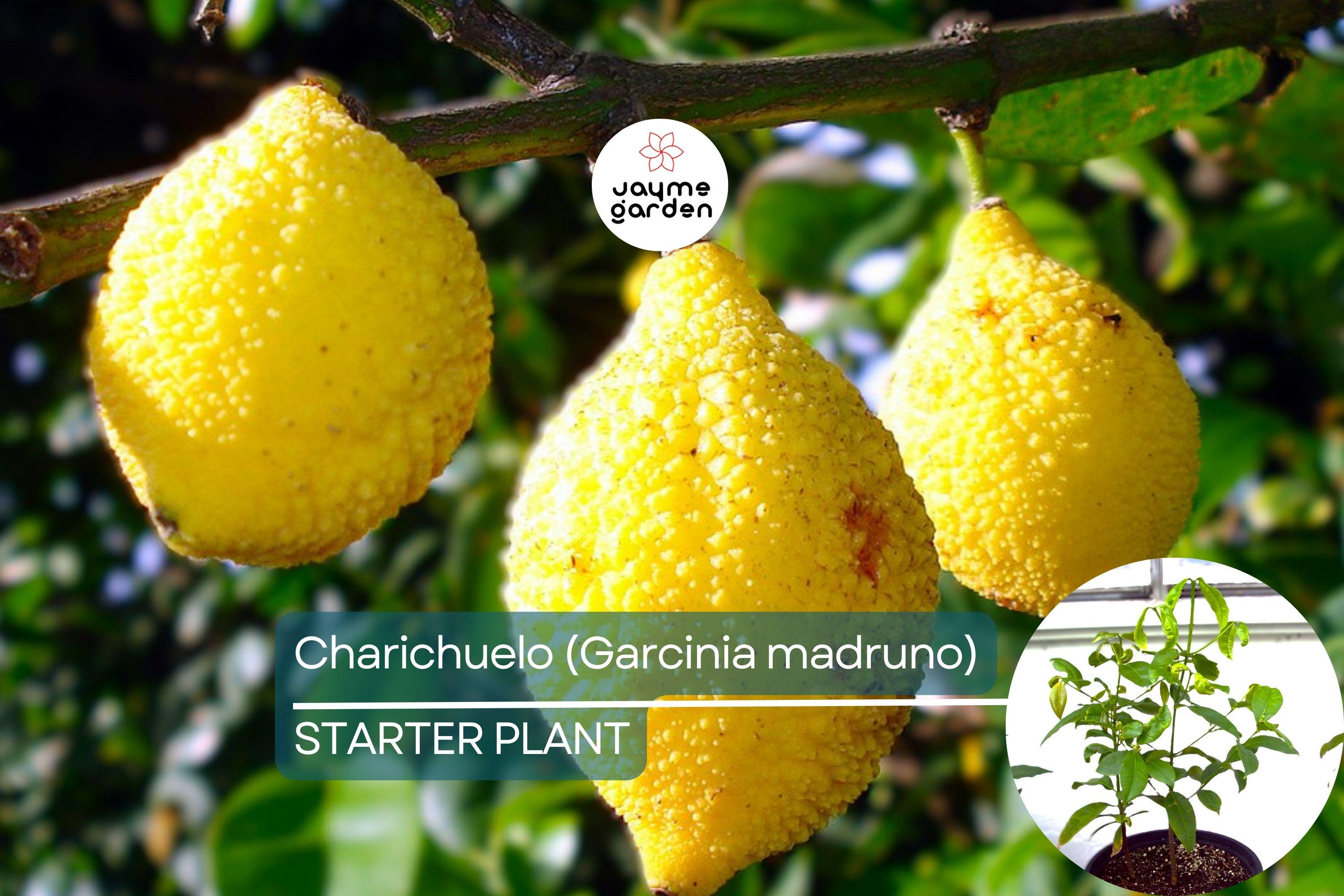 Bumpy Lemon (Garcinia madruno) Starter Plant | Tropical Fruit Tree Unique Citrus Flavor | 12″-24″ Tall