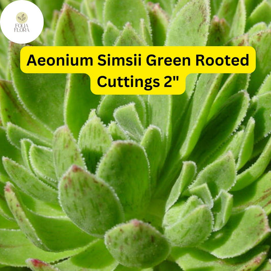 Aeonium simsii ‘Green’ | 3 Rooted Cuttings Live 2" Succulent Plants | Rosette-Forming, Drought-Tolerant, Easy-Care Houseplant