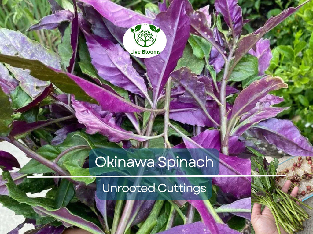 8 Unrooted Cuttings Okinawa Spinach (Gynura bicolor) 5-6" – Edible Purple Leaf Plant, Easy to Grow, Nutrient-Rich, Hardy Herb Starter