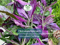 8 Unrooted Cuttings Okinawa Spinach (Gynura bicolor) 5-6" – Edible Purple Leaf Plant, Easy to Grow, Nutrient-Rich, Hardy Herb Starter