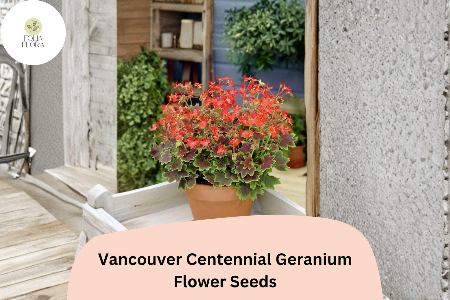 25+ Vancouver Centennial Geranium Seeds | Zonal Pelargonium | Red-Orange Blooms & Bronze Leaves for Garden Pots