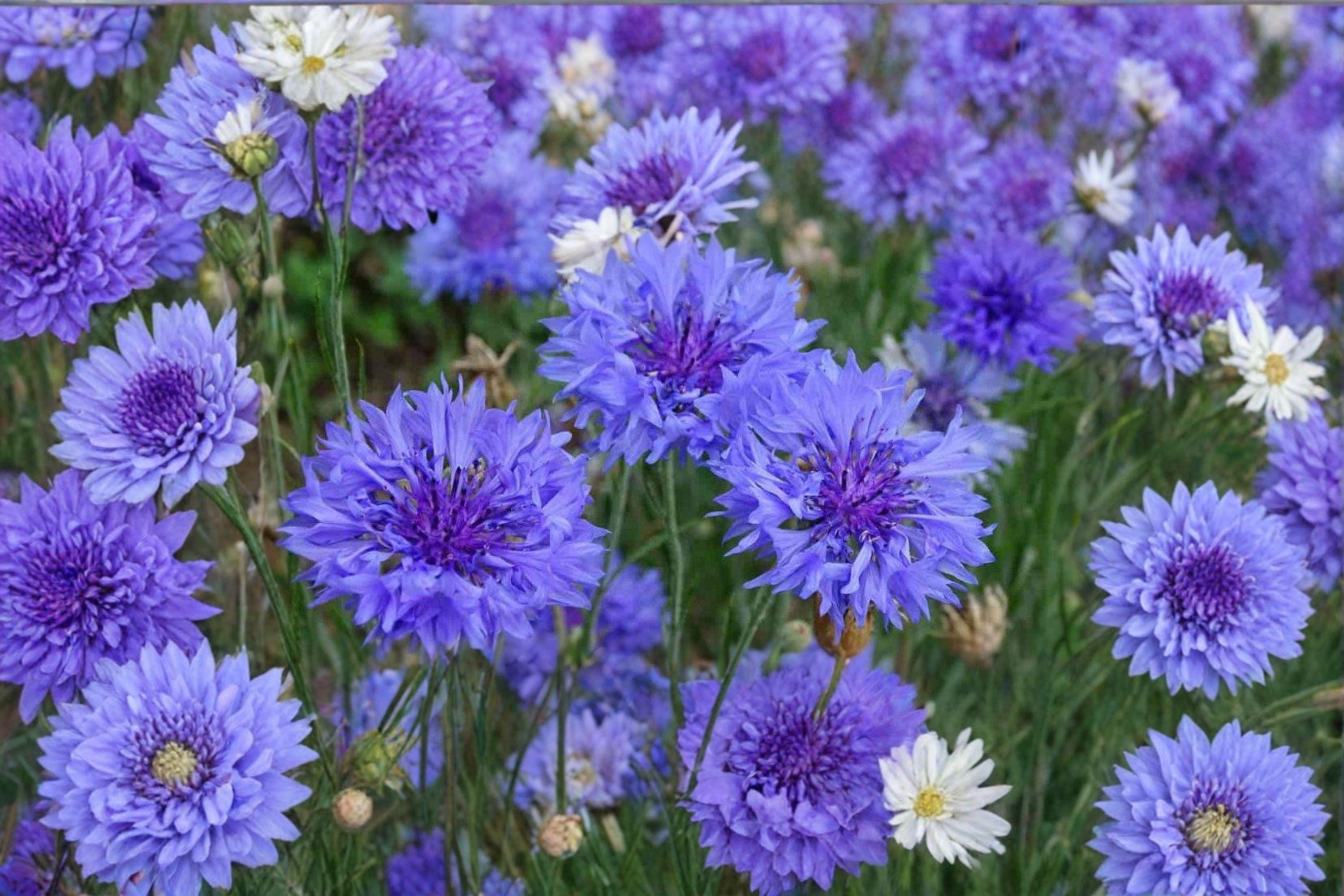 Blue Bachelor’s Button – Centaurea cyanus Seeds | 100 Seeds | Classic Cornflower | Easy Annual