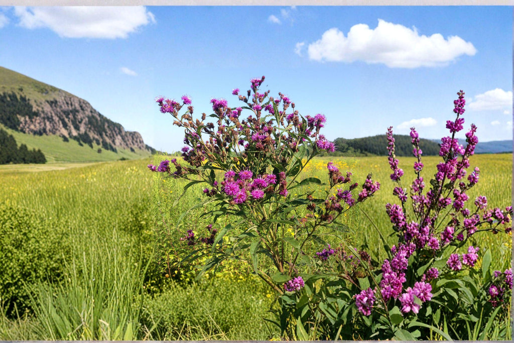 Vernonia Noveboracensis New York Ironweed Seeds – 100 Native Perennial Wildflower Seeds