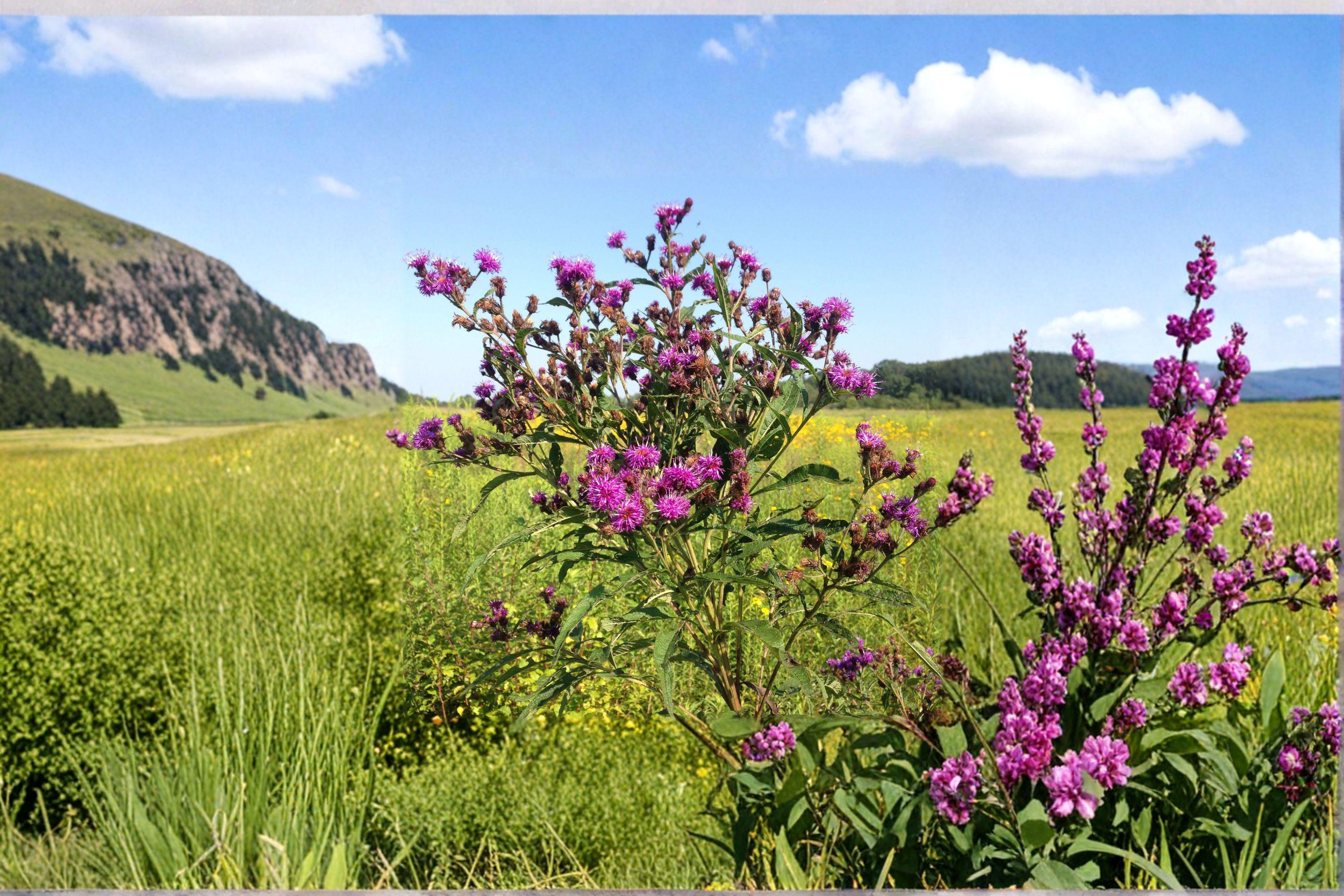 Vernonia Noveboracensis New York Ironweed Seeds – 100 Native Perennial Wildflower Seeds
