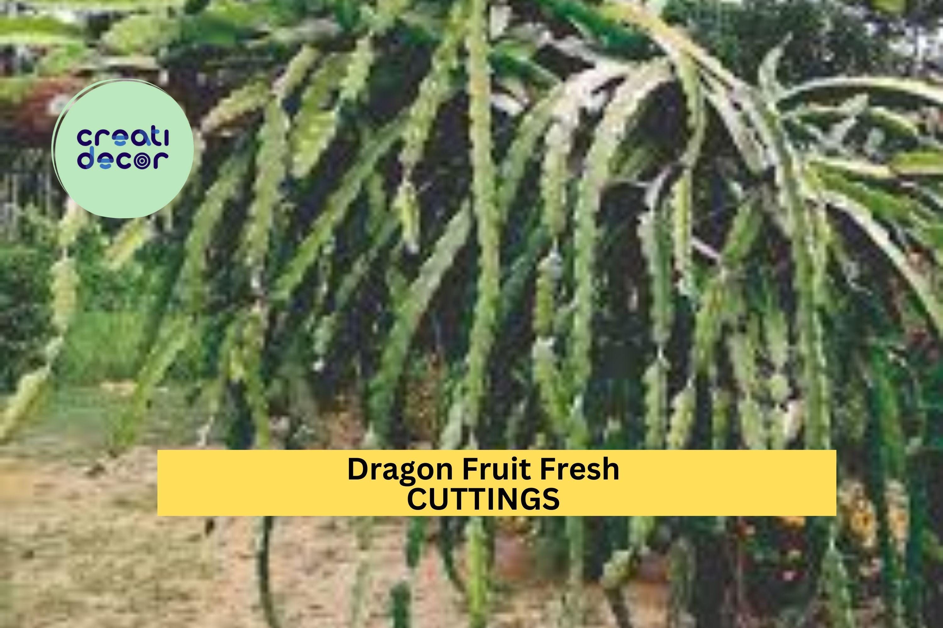 3 American Beauty Dragon Fruit Cuttings – 8–10” Unrooted Stems | Self-Pollinating Hylocereus Variety for Trellises or Container Gardens