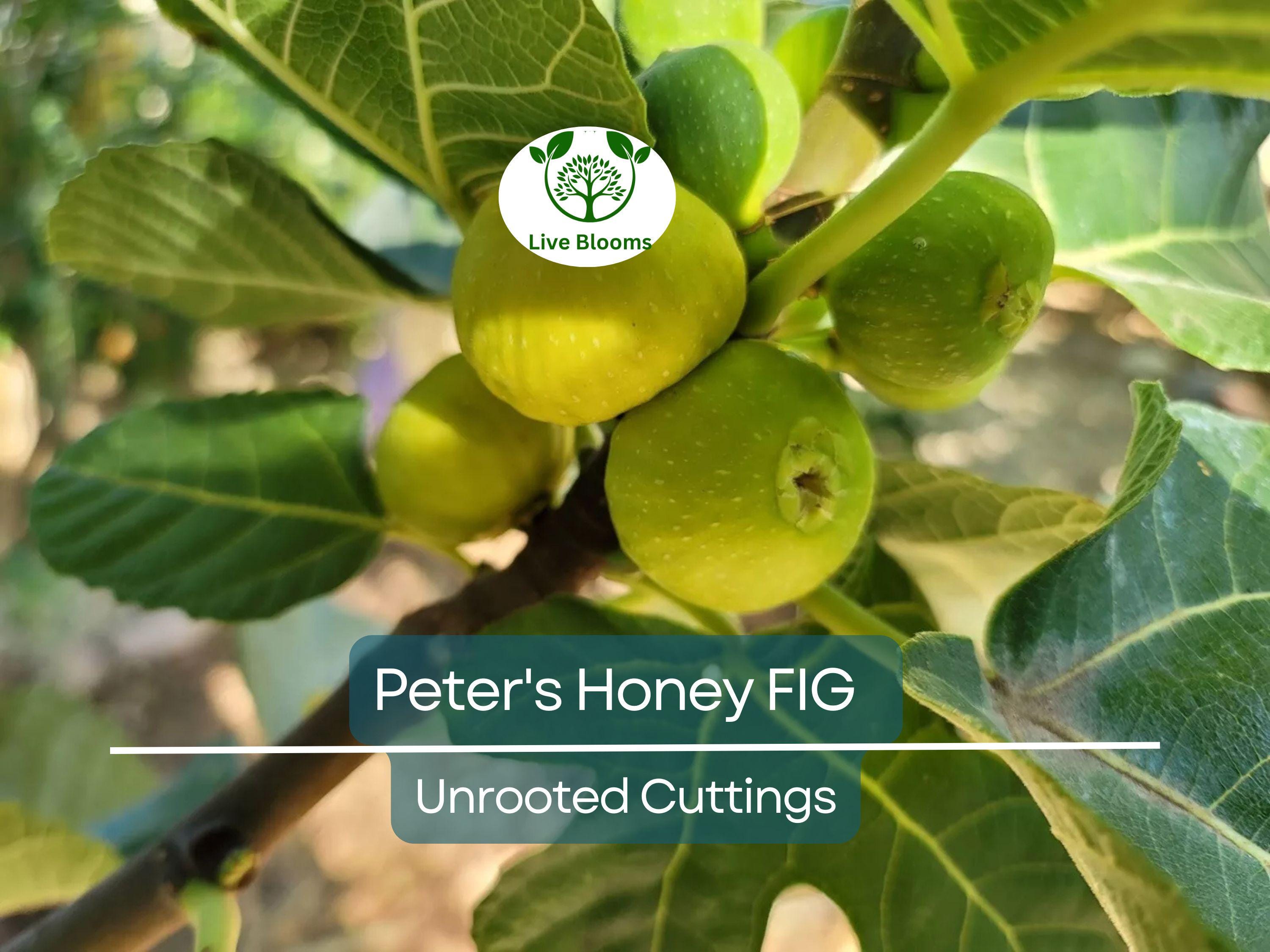 2 Peter's Honey Fig Cuttings/Scions 6" or Longer, 3+ Nodes, Fresh Cut - Ficus carica, Sweet Honey Fig