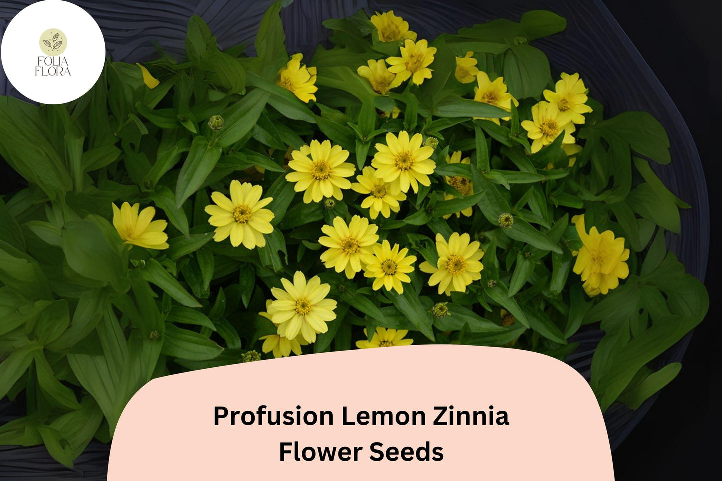 100+ Profusion Lemon Zinnia Seeds – Bright Yellow Blooms for Garden Planting, Beds & Borders