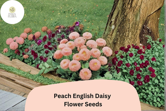 200+ Peach English Daisy Seeds | Bellis perennis | Soft Peach Blooms | Charming Garden Flower