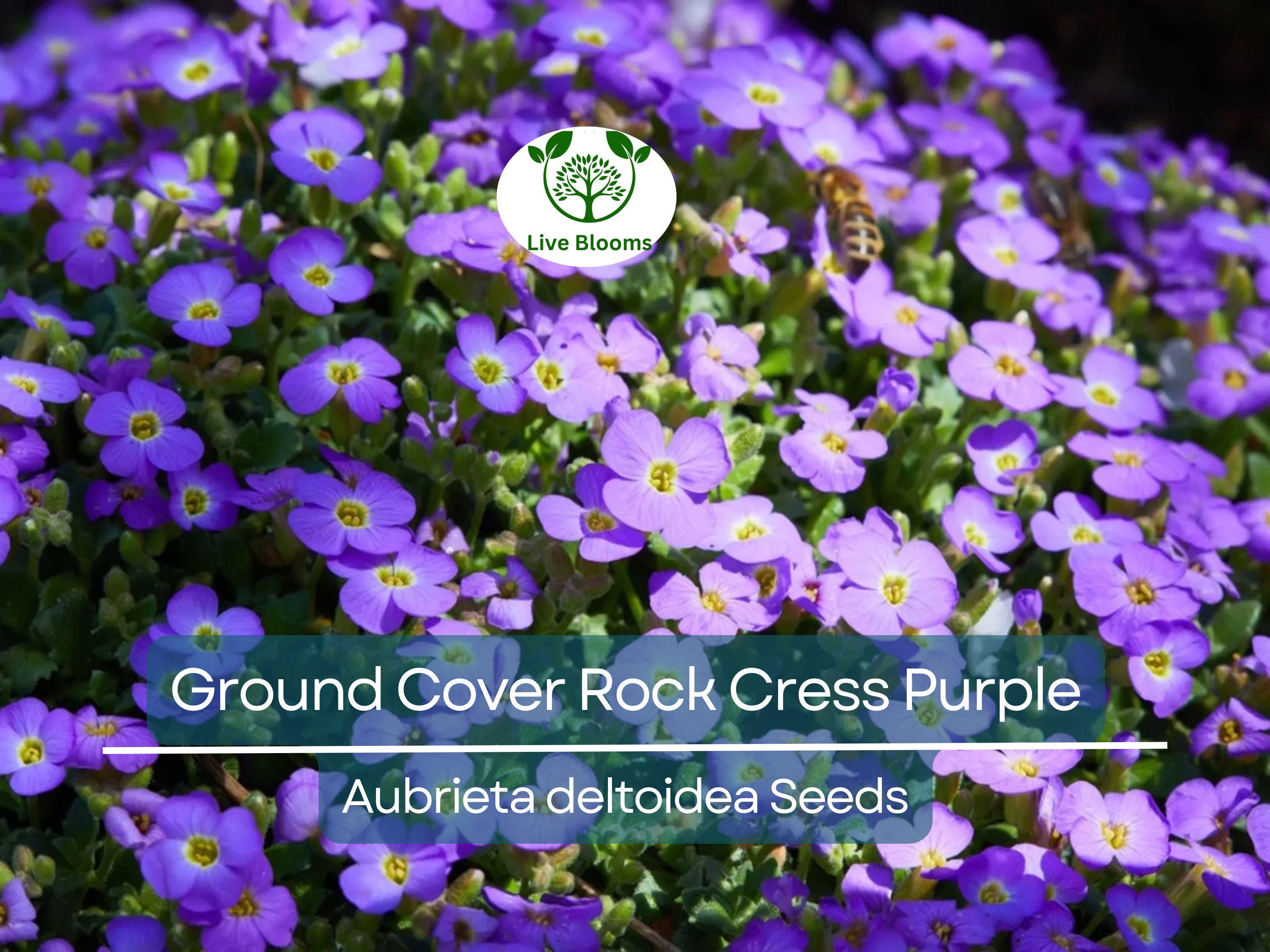 1000 Seeds Ground Cover ROCK CRESS Purple (Aubrieta deltoidea) Fragrant Flowers, Non-GMO, Pollinator Friendly, Perfect for Garden Borders