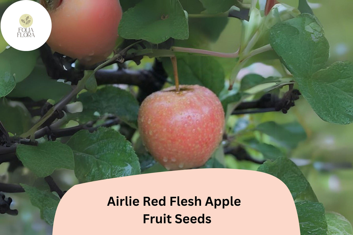 25+ Airlie Red Flesh Apple Seeds | Rare Heirloom Variety | Red Interior Fruit | Organic Garden Planting | Crisp & Sweet Flavor
