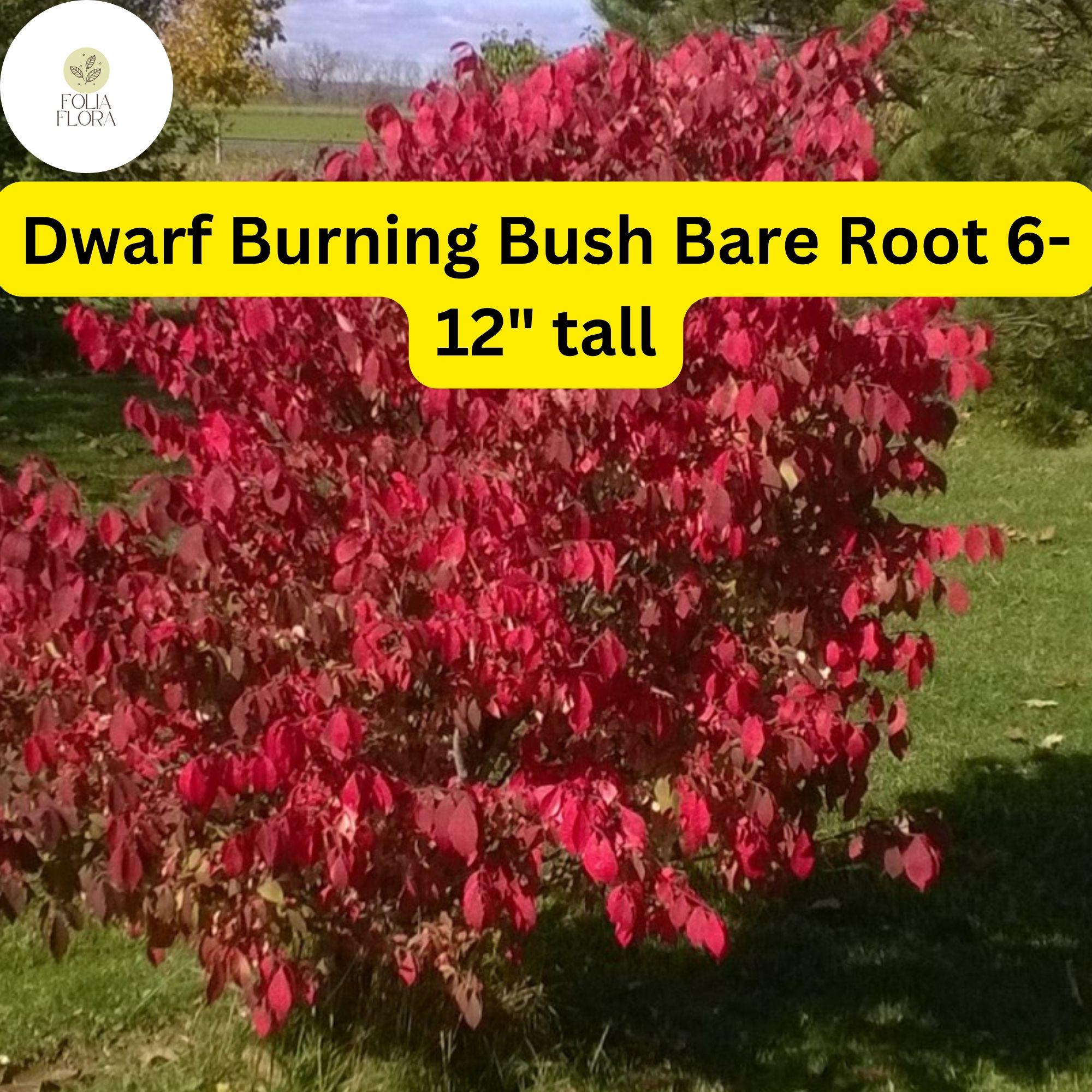 1 Dwarf Burning Bush Bare Root (Euonymus alatus) – Hardy Shrub for Vibrant Red Foliage