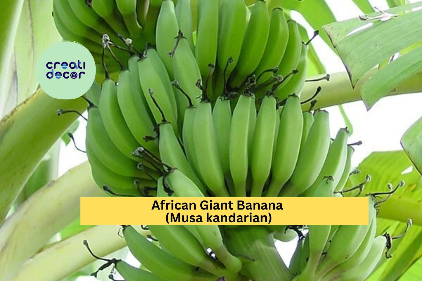 African Giant Banana Plant | Musa kandarian Rooted Starter | Live Tropical Banana Tree for Outdoor Garden or Large Container