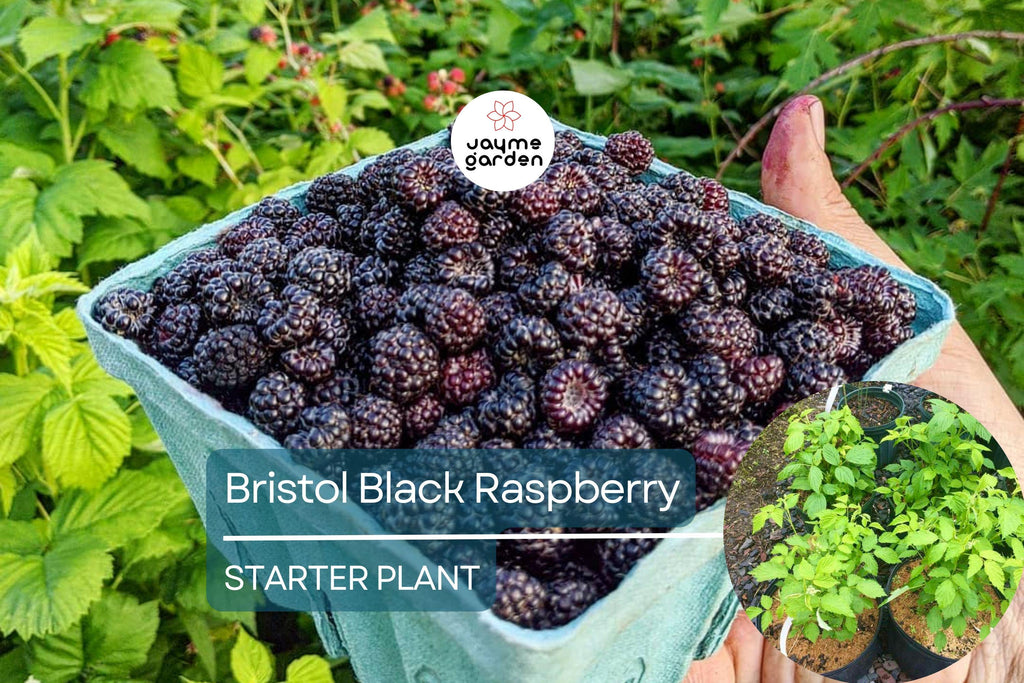 1 Raspberry Bush Live Plant – Sweet Raspberries, High-Yield Starter Plant for Home Gardens, Self-Fertile & Easy to Grow