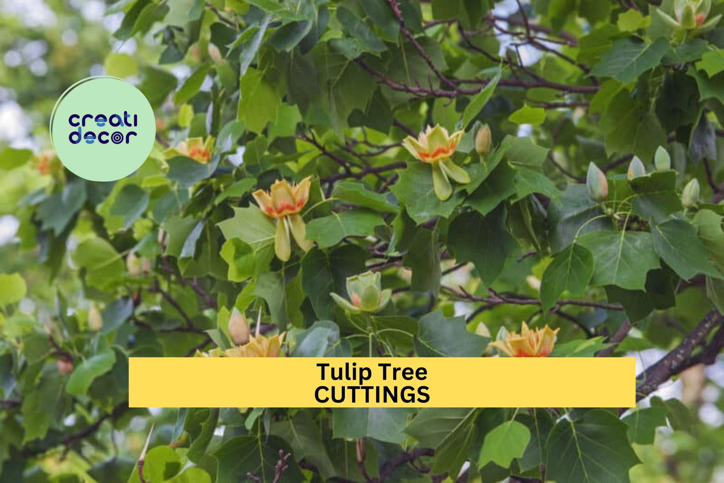 6+ Tulip Tree Cuttings – Liriodendron tulipifera | Tulip Poplar Unrooted Stems for Propagation | Ornamental Shade Tree for Landscapes