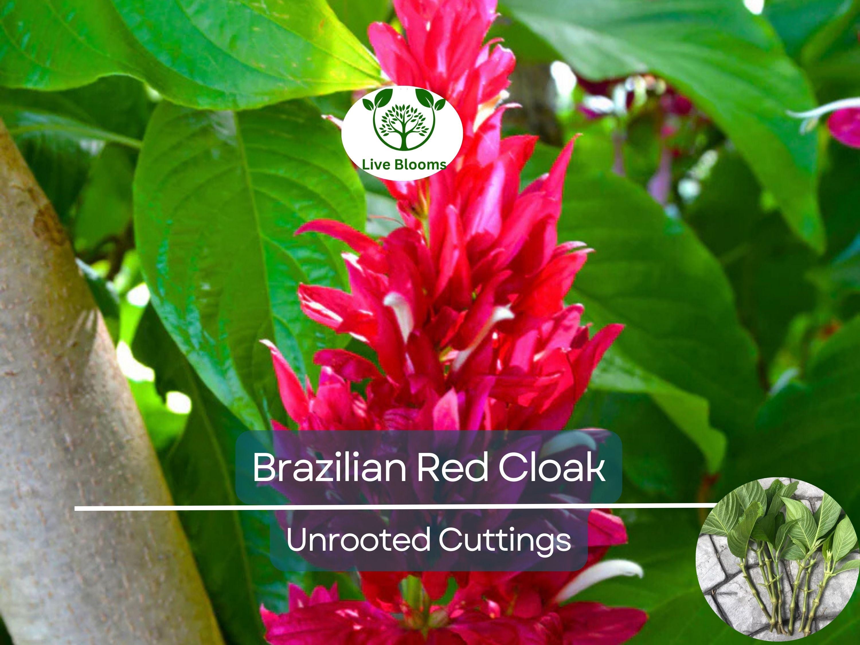 7 Brazilian Red Cloak Unrooted Cuttings 5-8" Easy to Root, Gorgeous Tropical Shrub, Great for Gardens, Landscapes, Privacy Hedge, Organic
