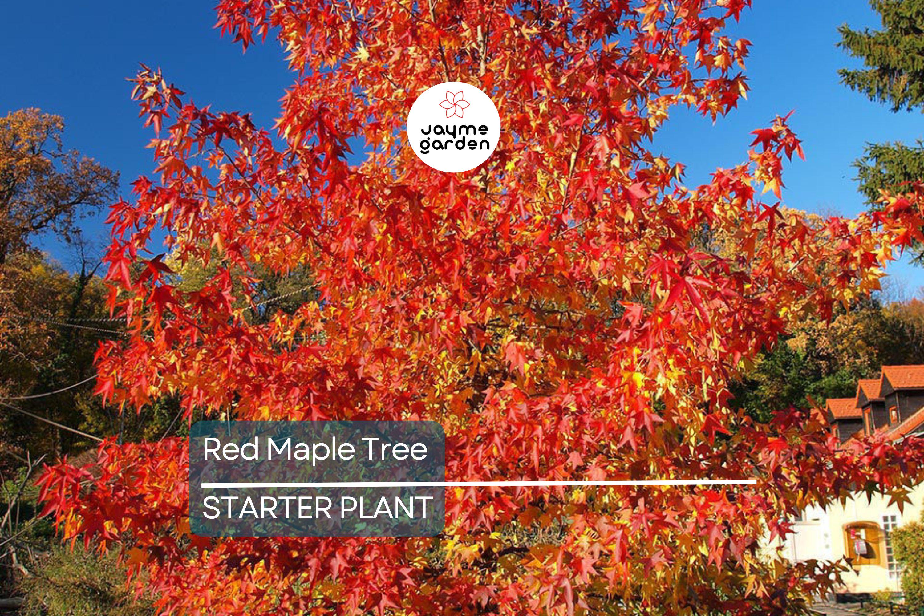 Red Maple Tree Seedlings - 8-12" Live Starter Trees for Planting, Hardy Shade Trees, Landscaping Favorites, Grown in the USA