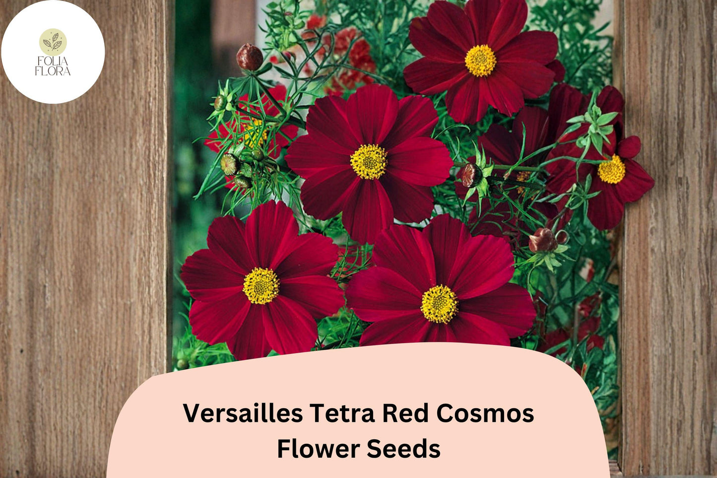 200+ Versailles Tetra Red Cosmos Seeds | Cosmos bipinnatus Bright Red Blooms | Tall Annual Garden Flower Seeds