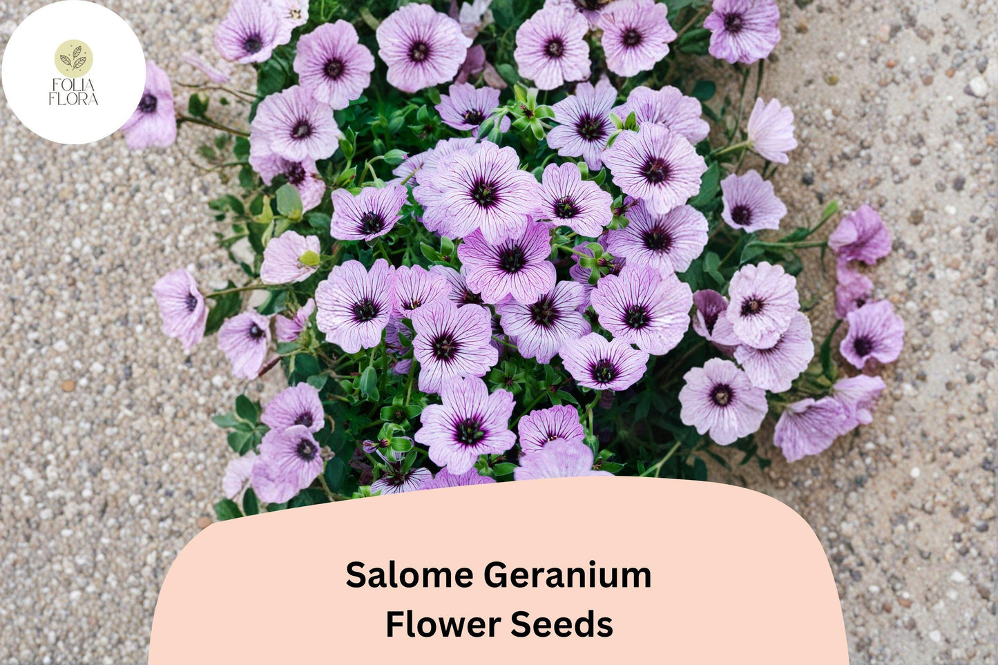 25+ Salome Geranium Seeds | Hardy Perennial Geranium sanguineum Salome Seeds for Garden Borders & Beds