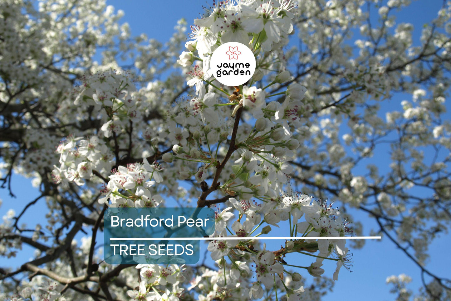 20 Bradford Pear Tree Seeds (Pyrus calleryana) – Fast Growing, 50ft Ornamental, Cold Hardy to Zone 4