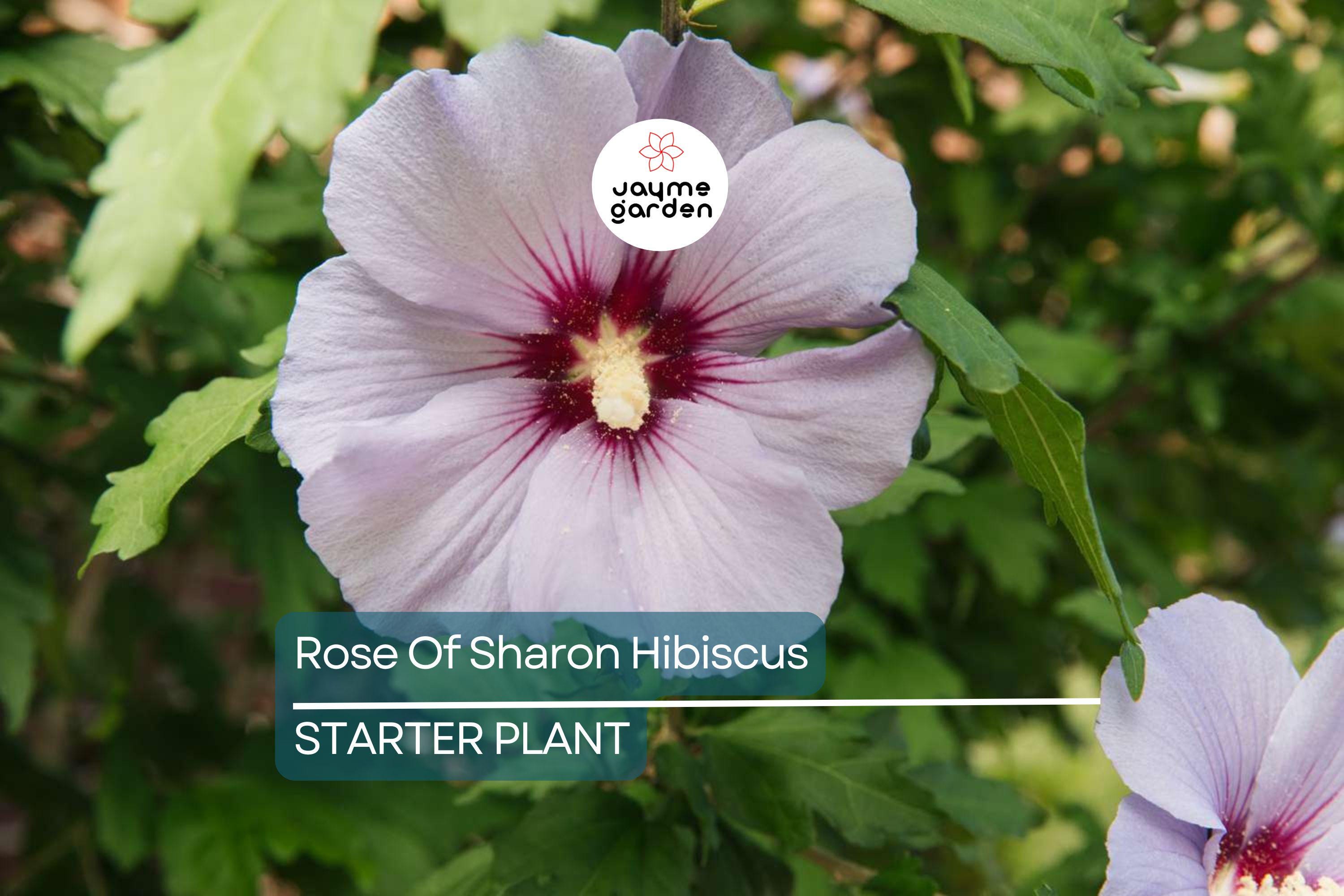 2 Rose of Sharon Hibiscus Starter Plants (6") | Fast Growing Live Roots, Random Color, Can Be White, Purple Or Pink