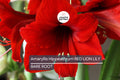 Amaryllis Red Lion Bulb - Award-Winning Large Red Blooms, 24" Tall, Holiday Gift, USDA Zones 8-11, Easy to Grow Indoors or Outdoors