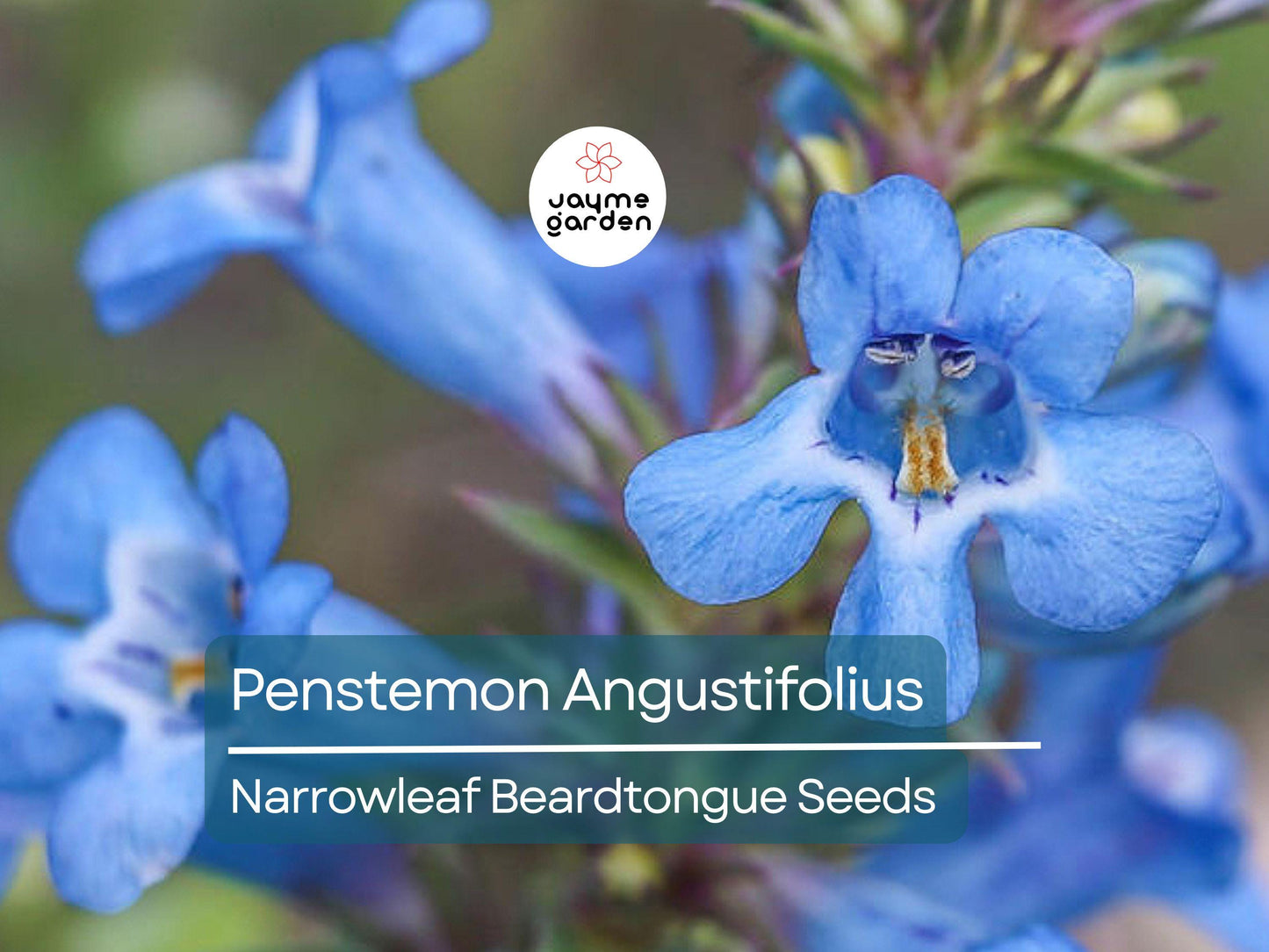 50 Seeds Penstemon Angustifolius | Narrowleaf Beardtongue Seeds for Planting | Native Perennial | Blue Wildflower | Pollinator Friendly