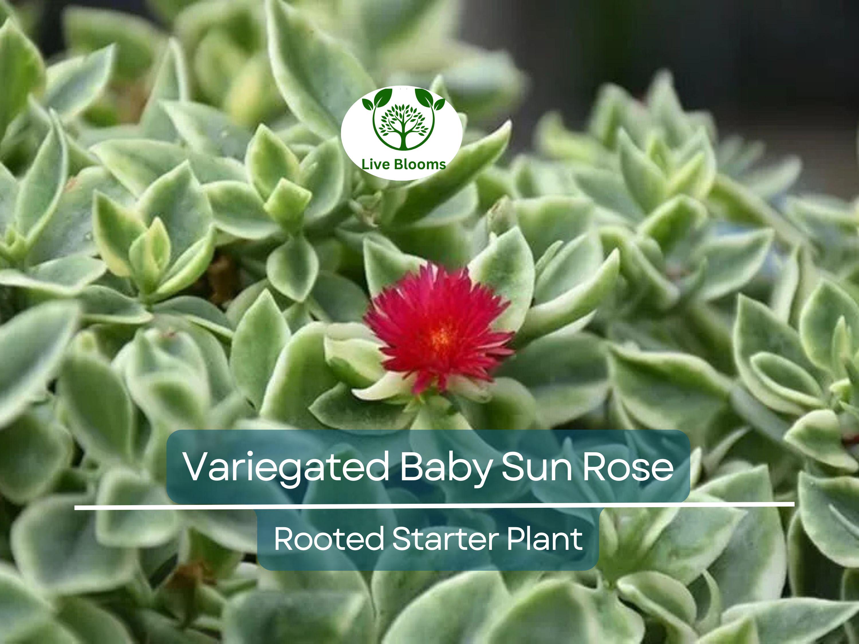 3 Variegated Baby Sun Rose Live Starter Plants - Aptenia Cordifolia Variegata, Trailing Succulent, Low Maintenance Groundcover