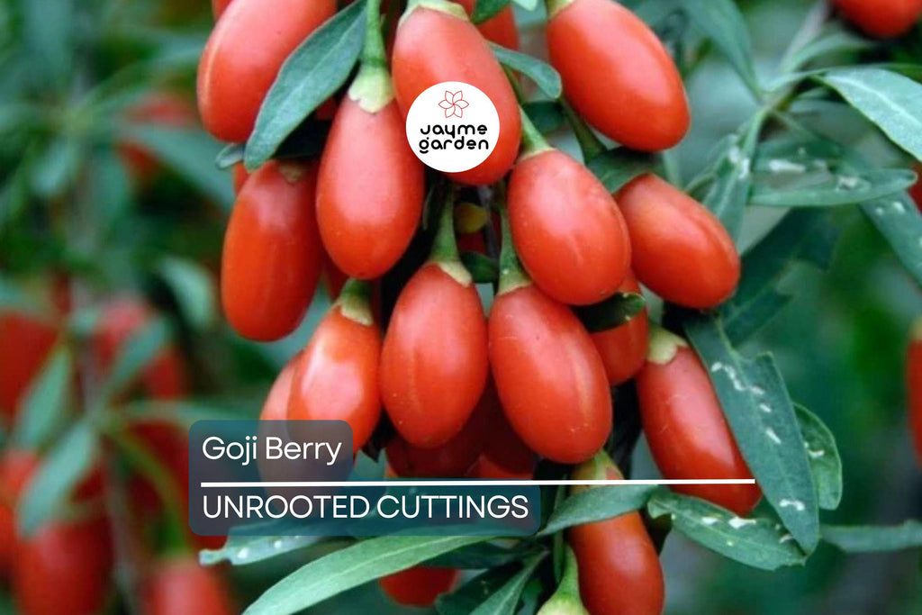 3 Goji Berry Plants with Bare Roots + 3 Live Cuttings | Grow Fast & Fruit | Wolfberry, Lycium barbarum