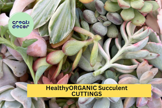 15 Organic Succulent Cuttings – Colorful, Healthy Mix of 15 Varieties for Garden, Pots & Gifts – Easy to Root – Free Shipping – USA