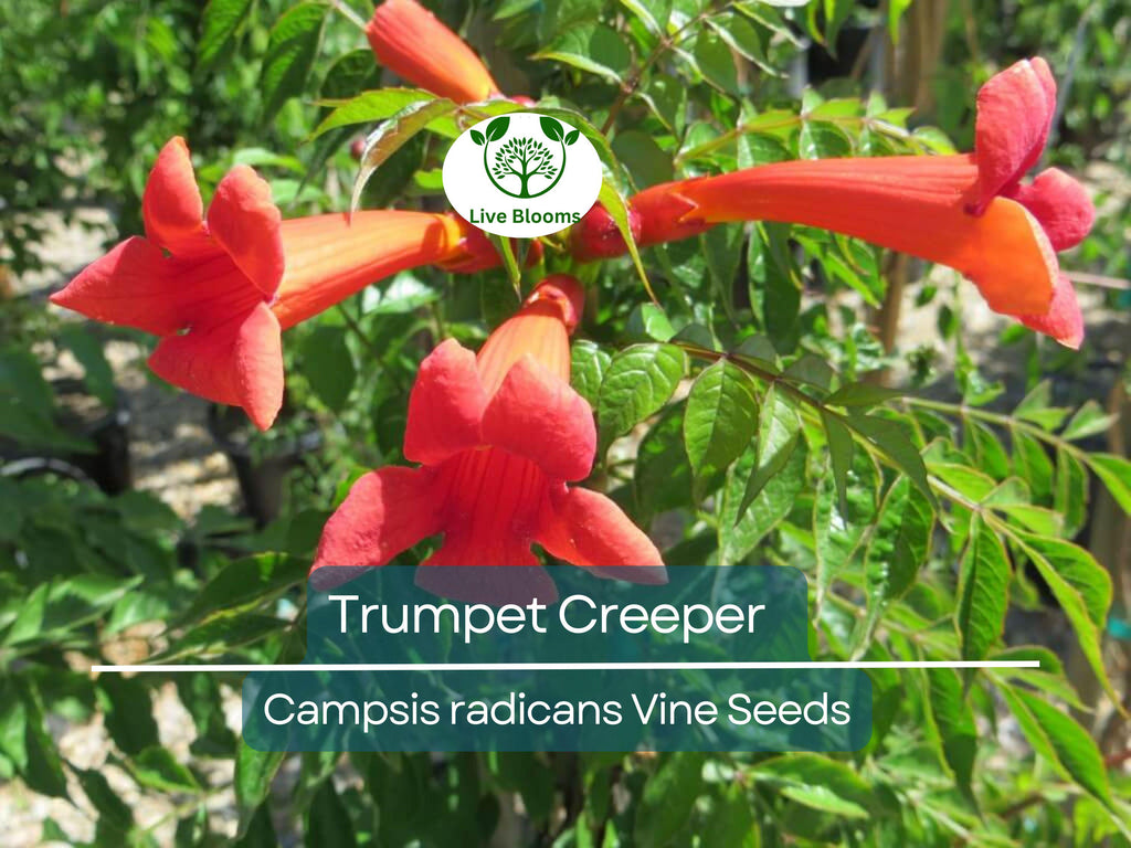 100 Flower Vine Seeds - Perennial Trumpet Creeper (Campsis radicans), Orange Flowers, Fast-Growing Vine, Climbing Plant, Wildlife Friendly