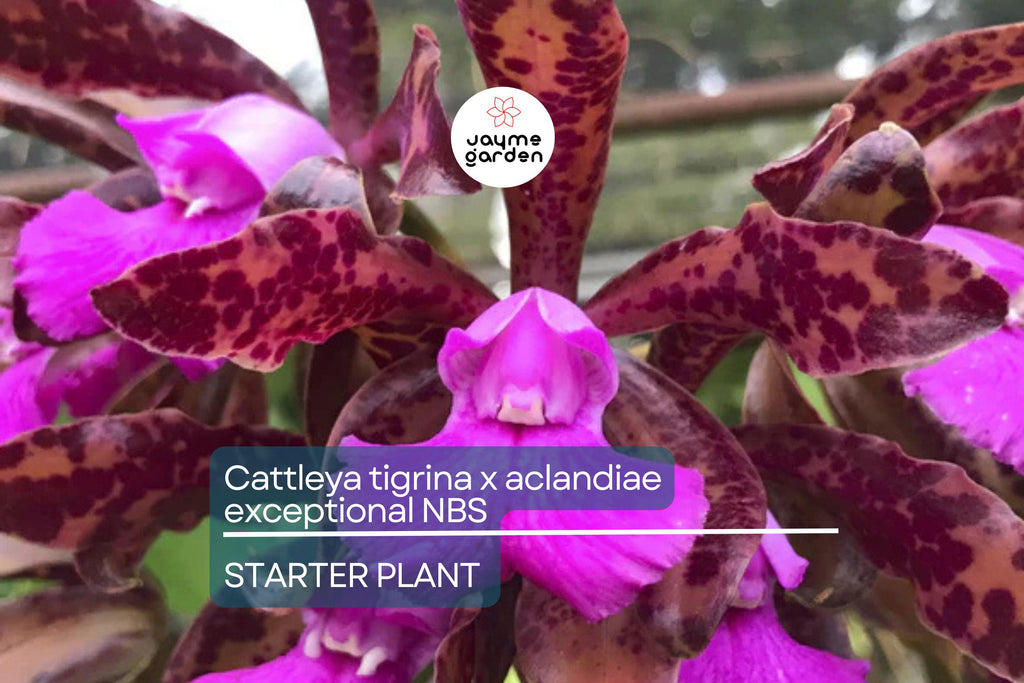 Cattleya Tigrina x Aclandiae NBS Seedling | Compact Orchid Hybrid with Spotted Fragrant Blooms | 3" Pot | Rare Collectors' Plant