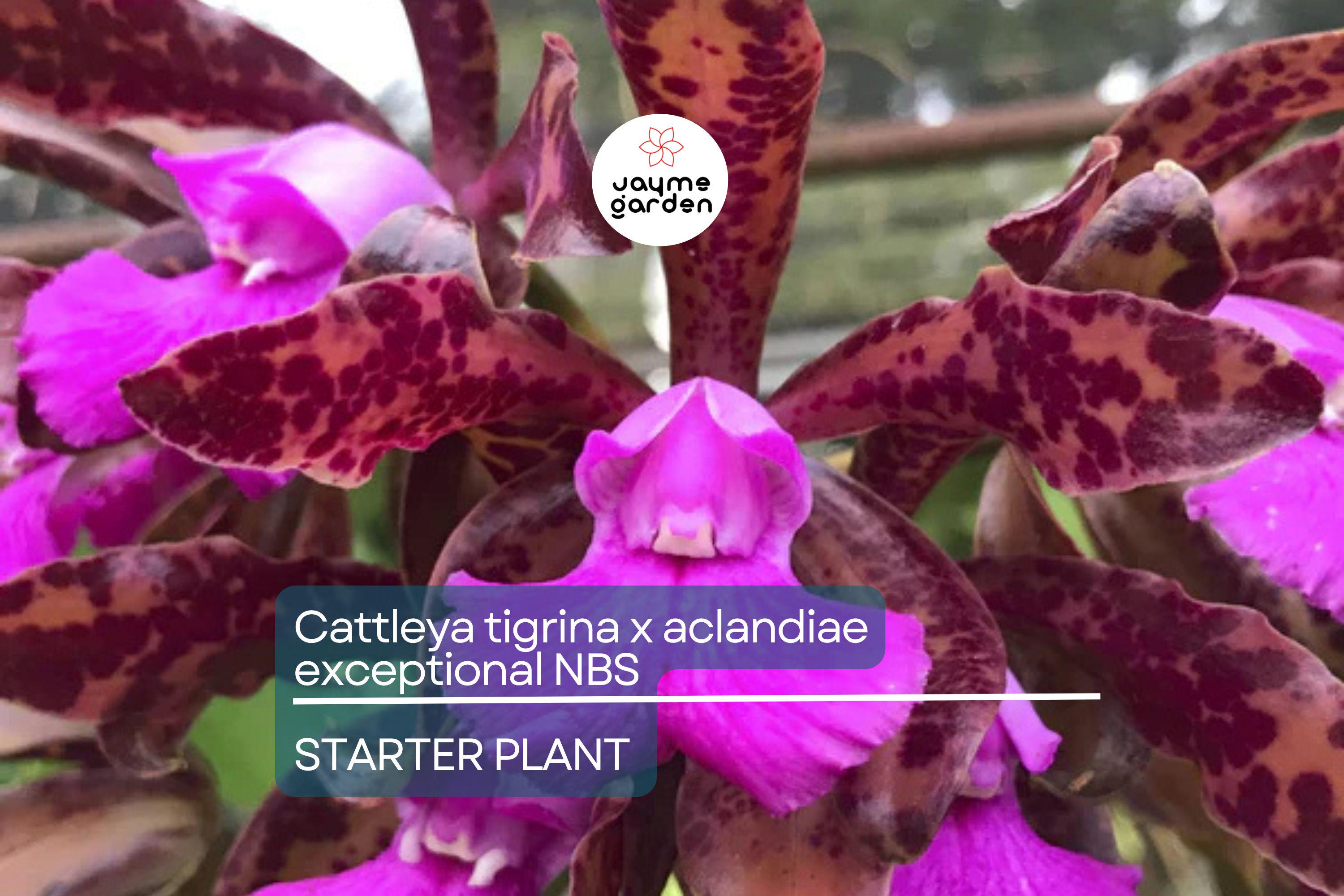 Cattleya Tigrina x Aclandiae NBS Seedling | Compact Orchid Hybrid with Spotted Fragrant Blooms | 3" Pot | Rare Collectors' Plant