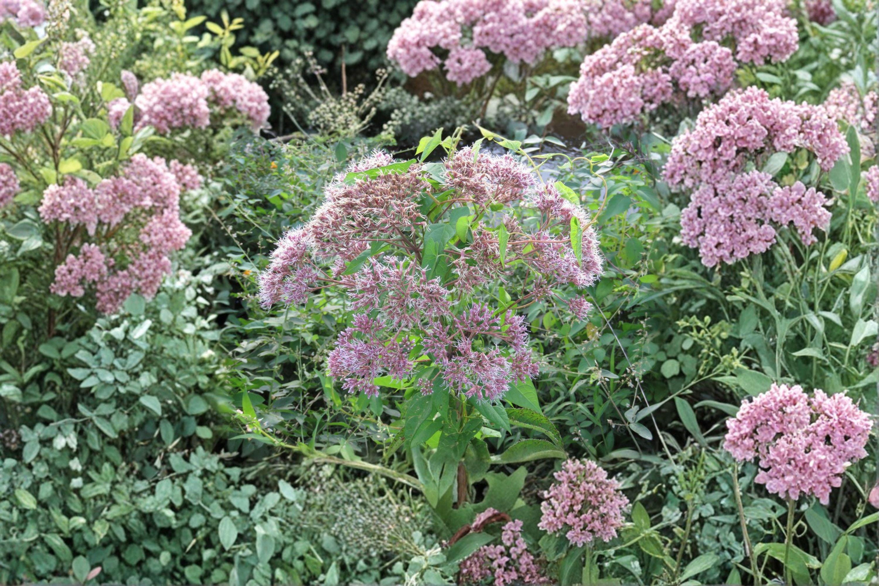 Eutrochium fistulosum – Hollow Joe Pye Weed / Trumpetweed / Purple Thoroughwort | 100 Seeds | Native Pollinator Wildflower