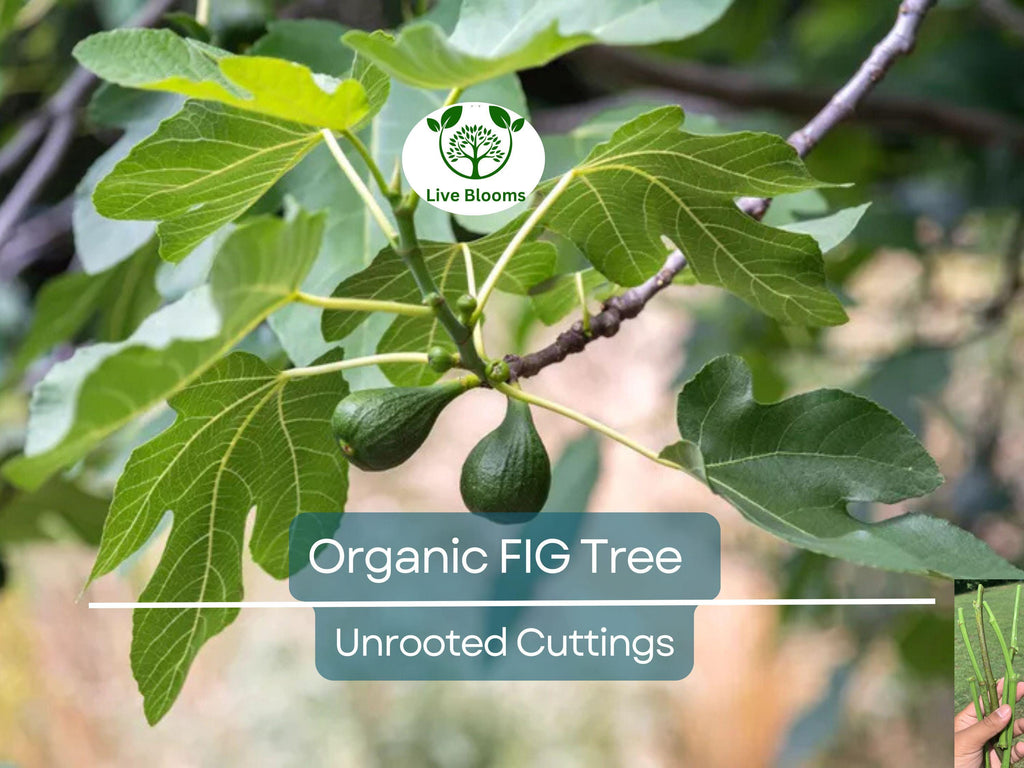5 Organic Fig Tree Unrooted Cuttings 8" Each From Fruiting Tree - Ficus Carica, Healthy, Perfect for Planting & Propagation