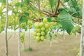 Shine Muscat Grape 5 Cuttings 6-8" (Vitis vinifera) Unrooted Grape Vine Cuttings