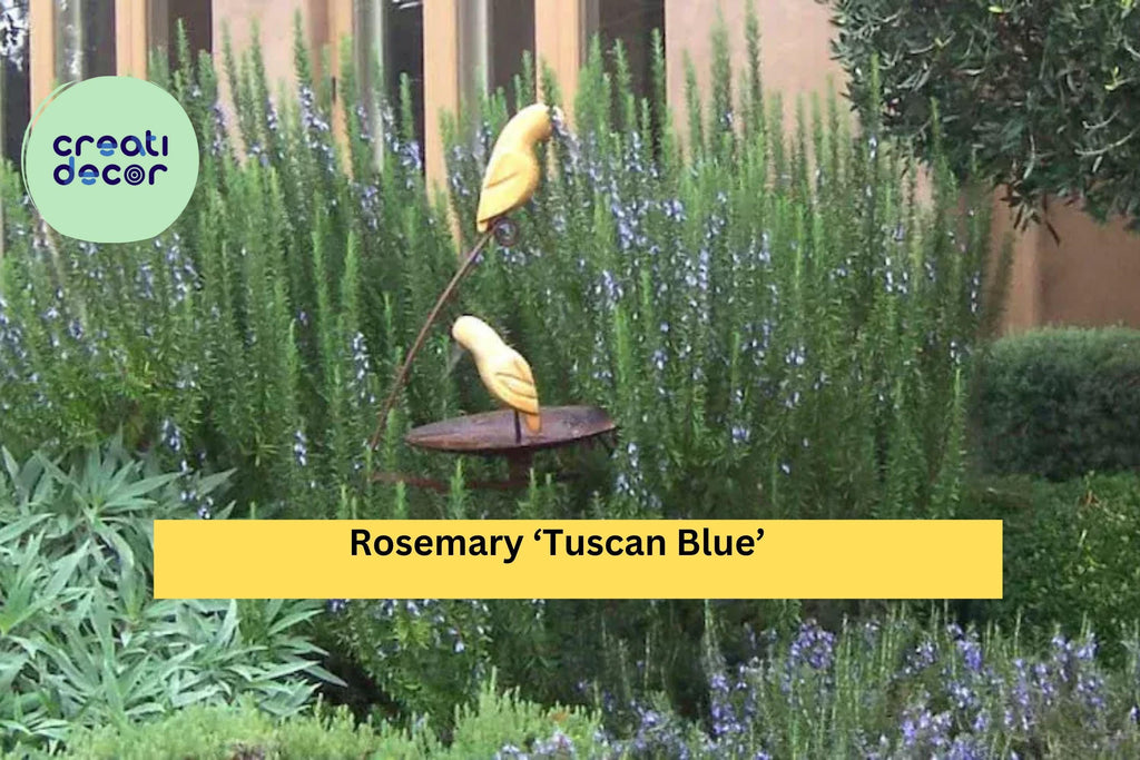 Organic Rosemary ‘Tuscan Blue’ Live Starter Plant – Aromatic Culinary Herb, Evergreen Shrub for Pots or Garden, Hardy Zones 8–11