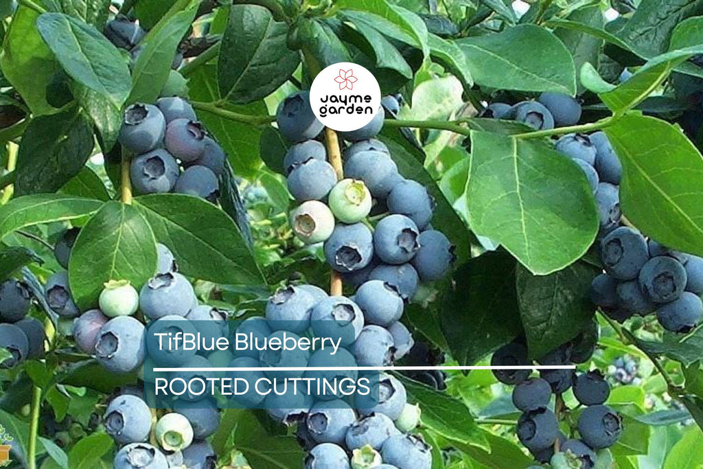 TifBlue Blueberry 7 Live Plant Cuttings Grow Kit - Root Fruit Bush, RabbitEye, DIY, Cold-Hardy