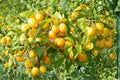 Golden Yellow Plum Tree 1 Plant ~2 ft Tall (Prunus domestica) Bare Root Fruit Tree