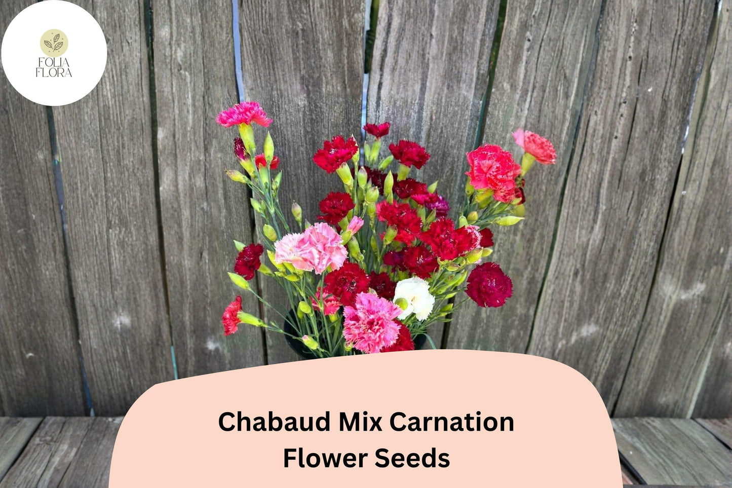 200+ Chabaud Mix Carnation Seeds | Dianthus caryophyllus | Colorful Fragrant Blooms for Garden & Bouquets
