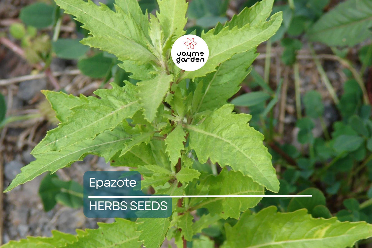 300 Epazote Seeds | Chenopodium Ambrosioides | Mexican Herb, Non-GMO, Culinary & Medicinal