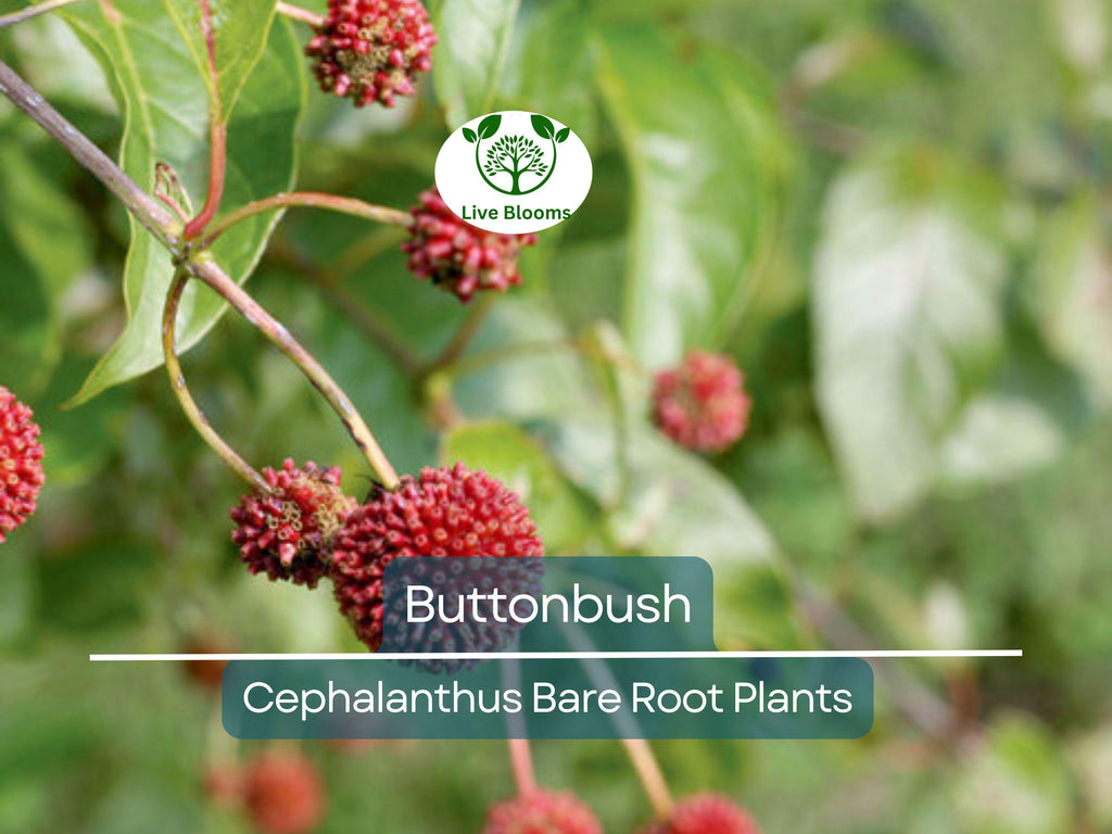 1 Buttonbush Live Plant – Cephalanthus Occidentalis 12–18” Bare Root Shrub – Native Pollinator Magnet with Unique Blooms