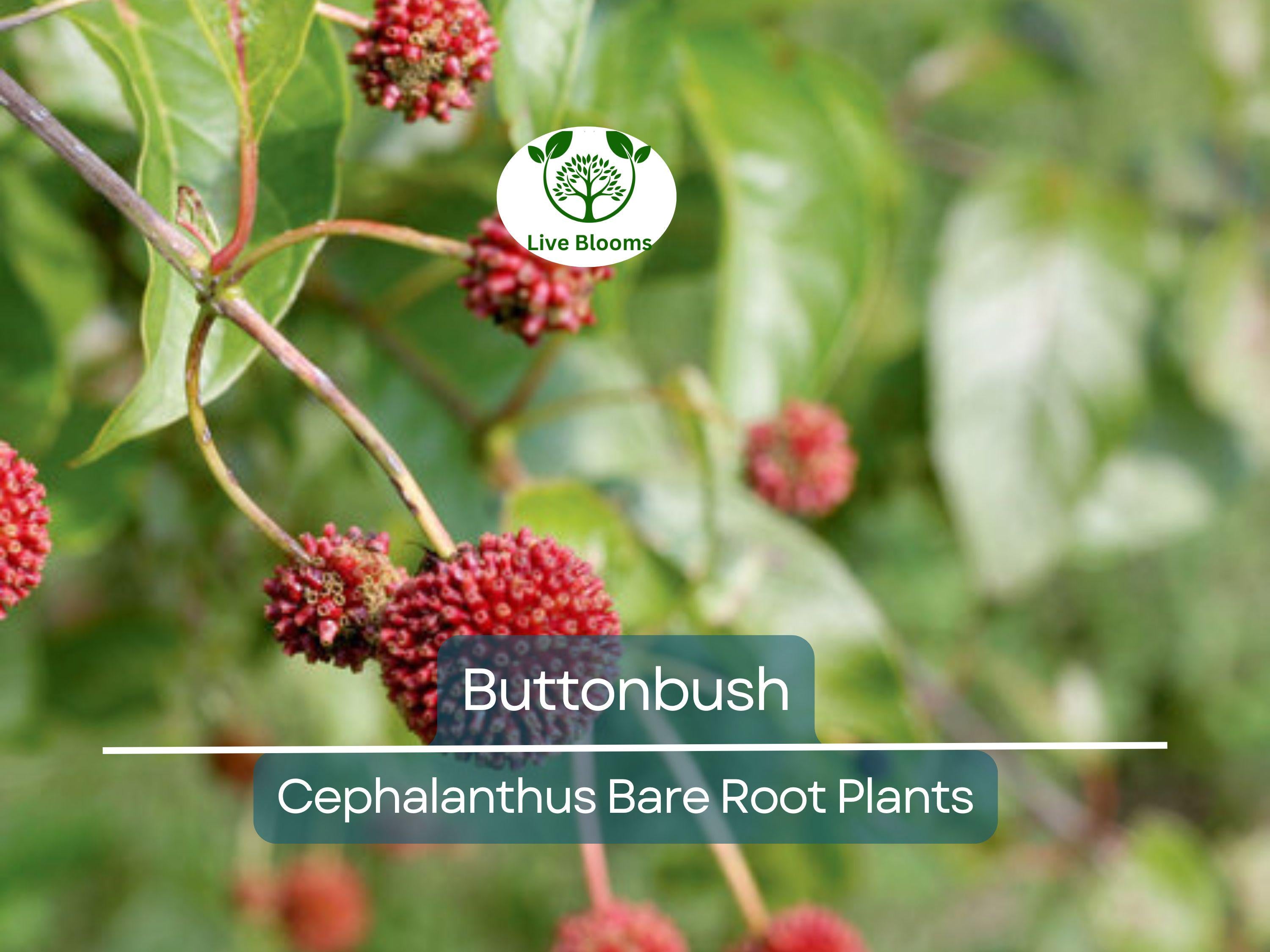 1 Buttonbush Live Plant – Cephalanthus Occidentalis 12–18” Bare Root Shrub – Native Pollinator Magnet with Unique Blooms