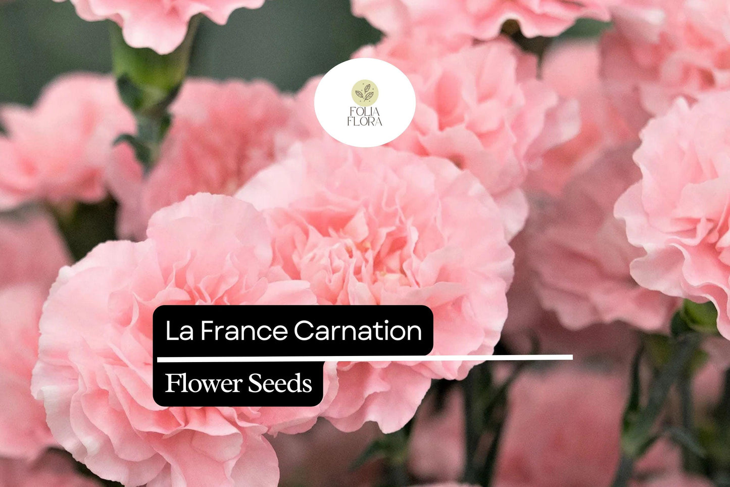 La France Carnation (Dianthus caryophyllus) – Elegant Pink Blooms with Classic Fragrance